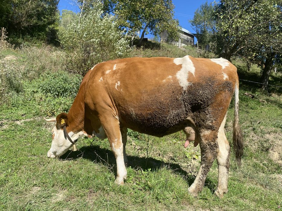Vaca tinara buna de lapte