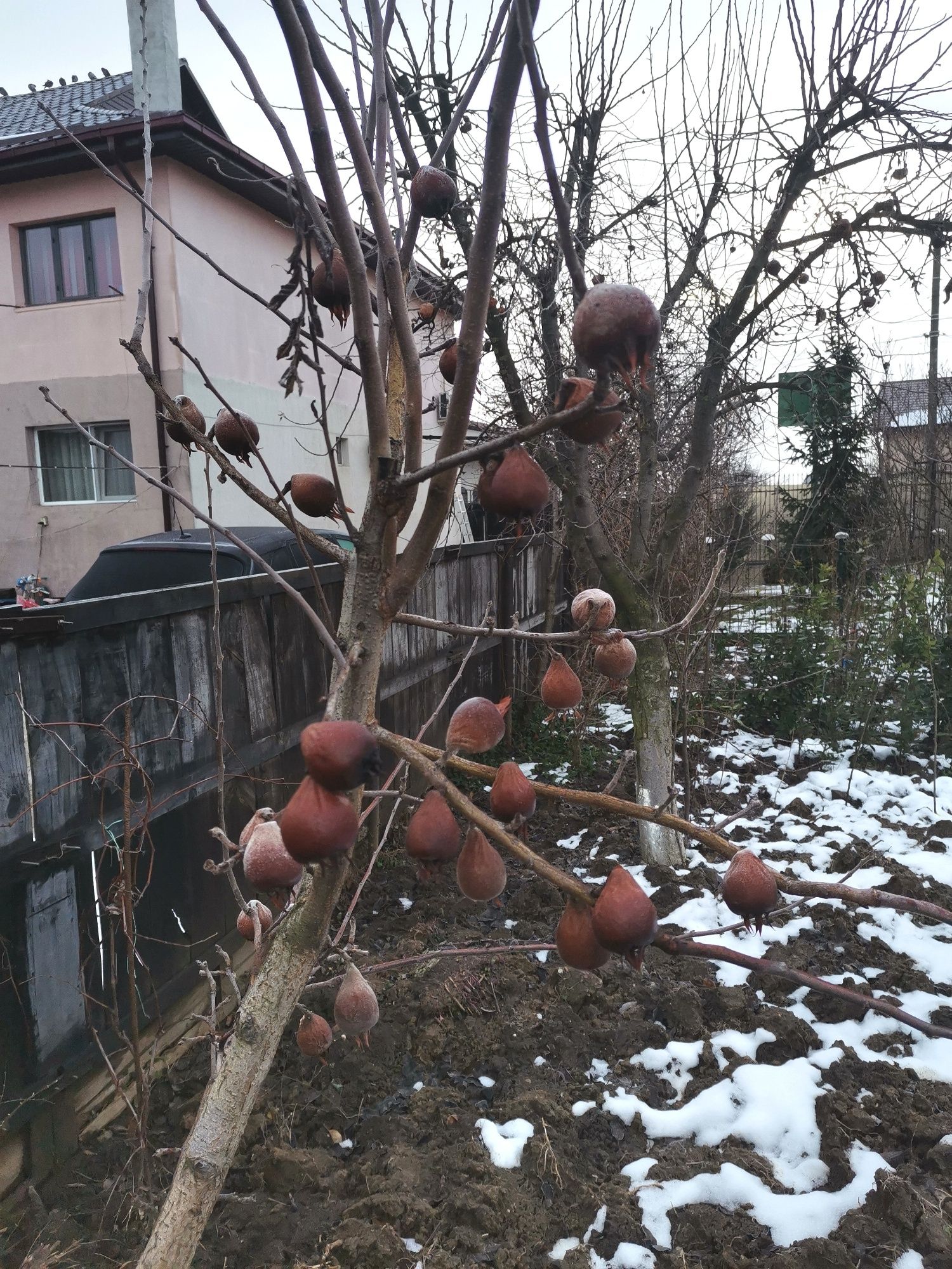 Mosmon în anul trei de rodire.