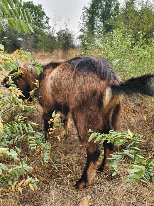 Tap Alpin Francez rasa pura