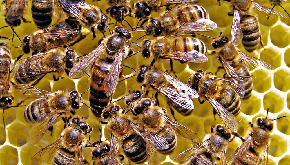 Vand albine pentru roi (la kg)