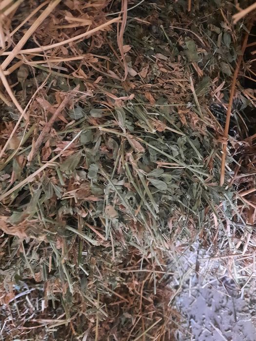 Vând baloti de lucernă.