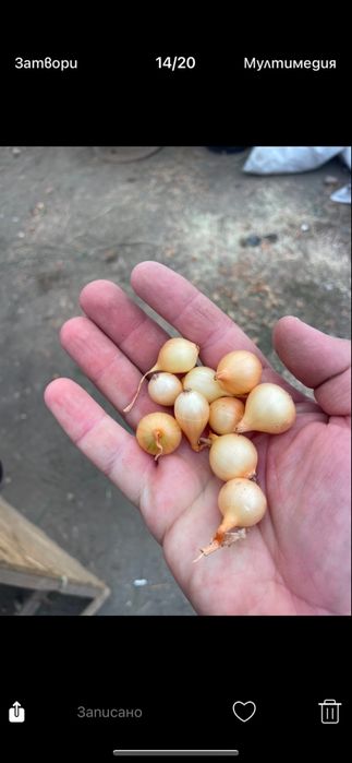 Арпаджик сорт Мелник,Щутгард,Ред Кармен