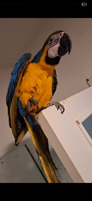 Продавам Ара/ мъжки и женски