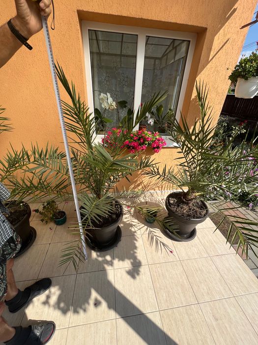 Vănd Palmieri 160 cm - ideal pentru terasă - grădina.