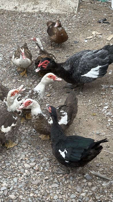 Индоутки мускусные утки