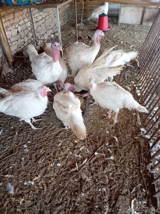 Бройлерни  пуйки
