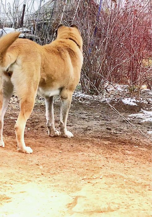 Алабай сатылады урғашы 1 жаста