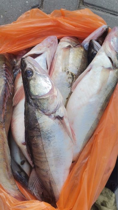 Свежий местный судак