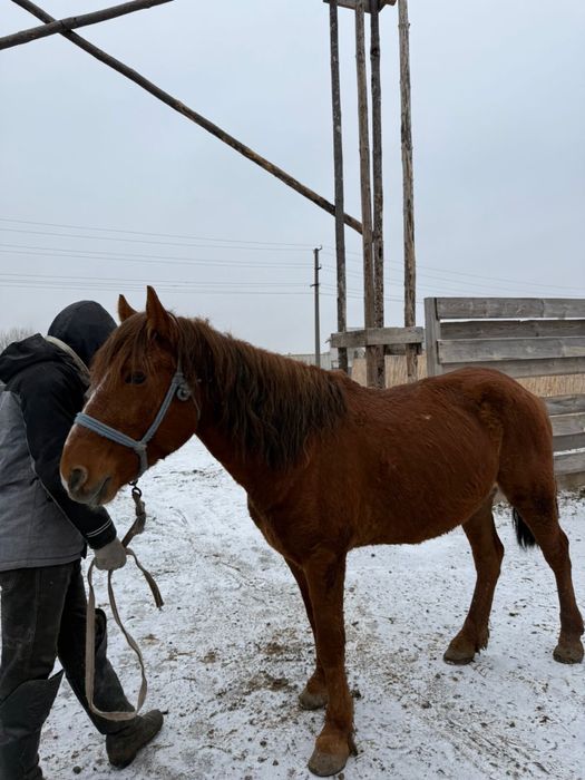 Продам лошадь / ат сатылады / лошади на продажу