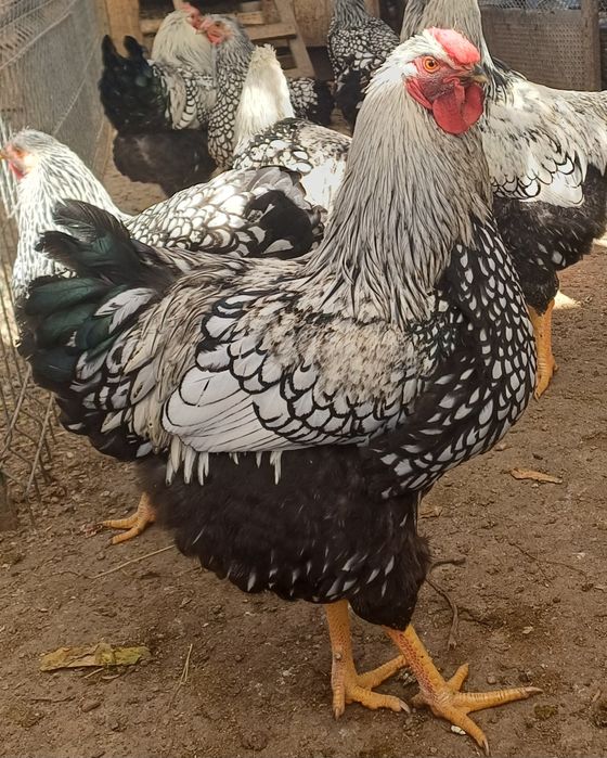 Wyandotte vanzare sau schimb cu puitute tinere