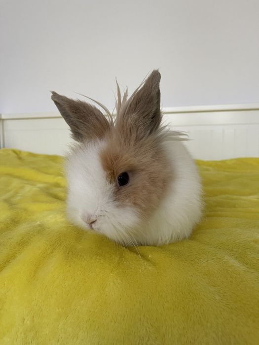 Декоративен заек