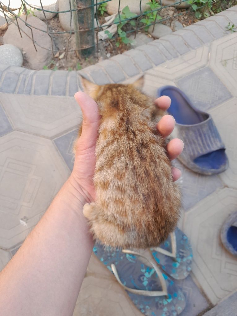 Котята около месяца