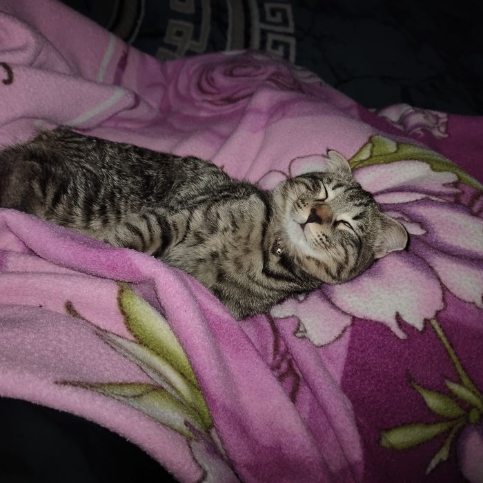 Отдам бесплатно домашнего Котика