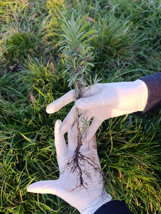 Vand butasi de lavanda