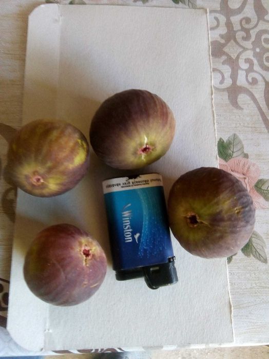 Smochin Nadia din Iordania în Ghiveci