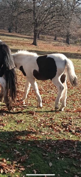 Iapă cu manz de vanzare