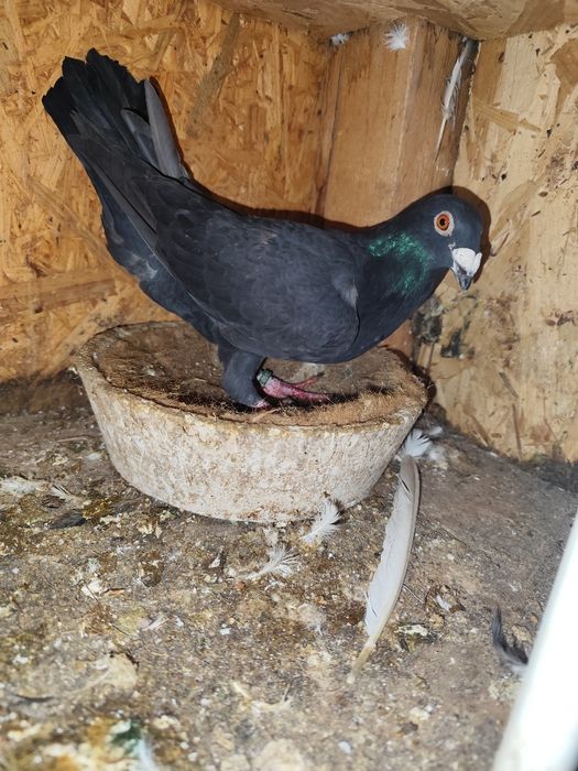 Porumbei pui și maturi