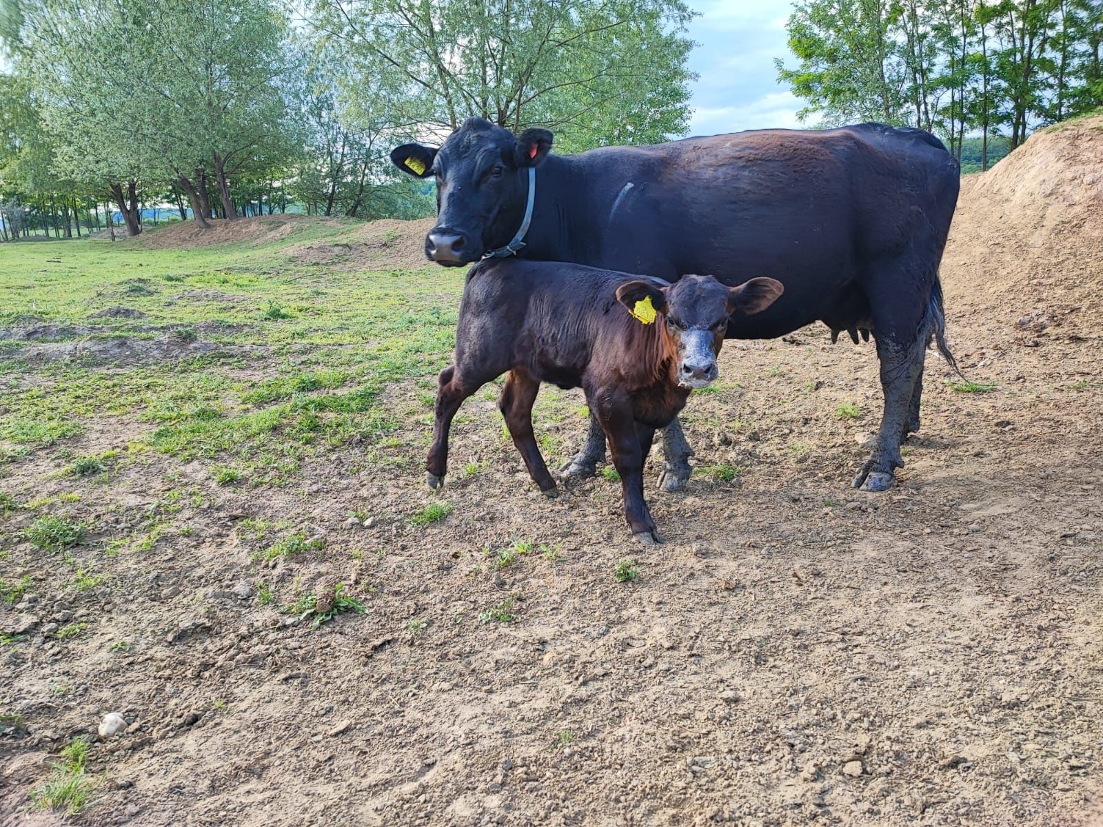 Vand Vitele, juninci, primipare si Vaci Aberdeen Angus