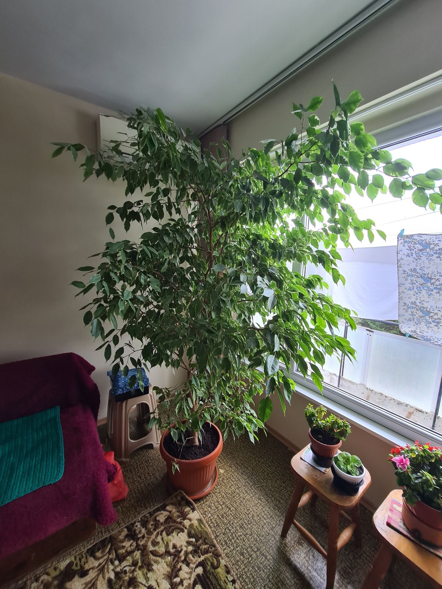 Фикус Бемджамин - Ficus elastica