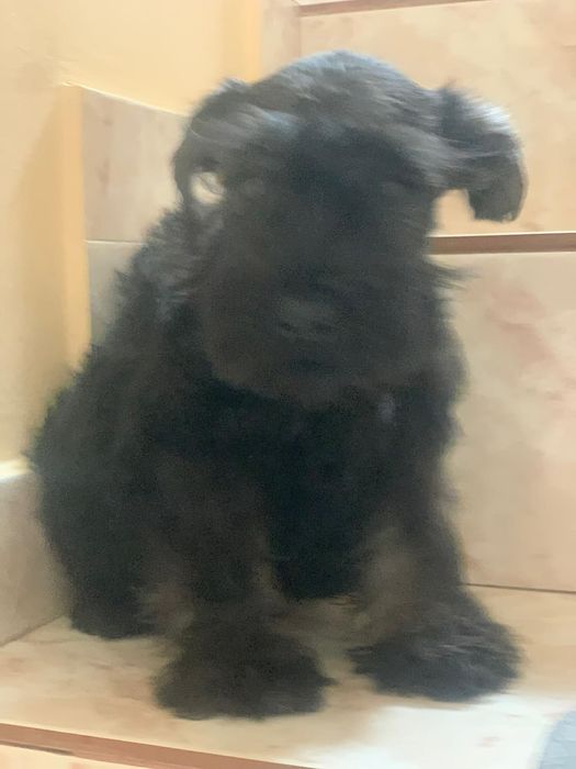 Schnautzer pitic