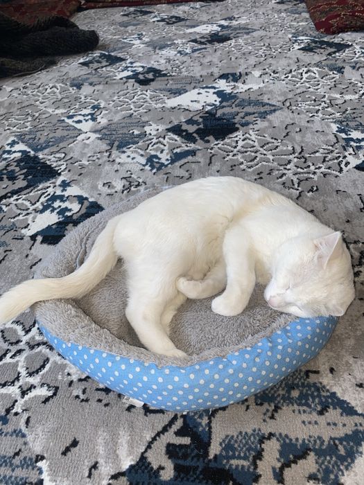 Турецкая ангора белая пушистая