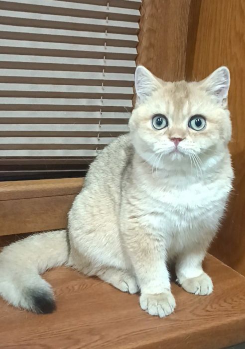 Продаются мальчики британцы золотая шиншилла