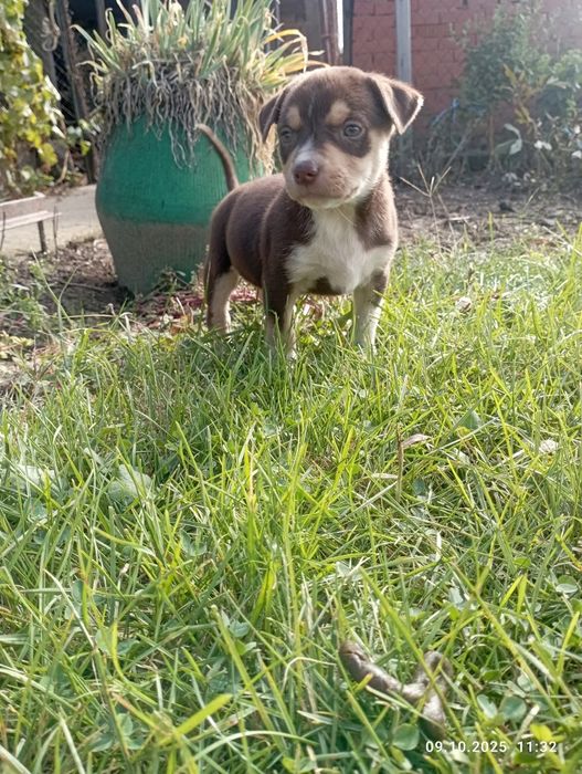 Питбули на два месеца