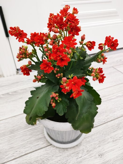 Цветы . Доставка