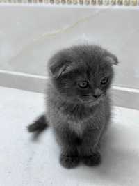 Котёнок породы Скоттиш фолд - серого цвета