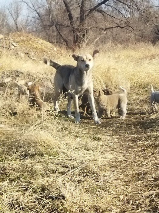 Щенятки ждут любящих и ответственых хозяев