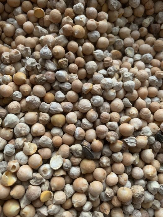 Продам нут разнокалиберныйот 5 до 9