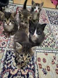 Котята малыши ищут свой дом и нового хоязяина