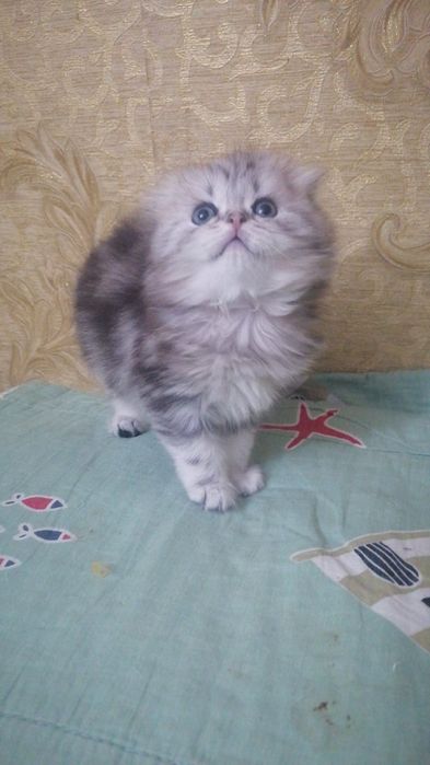 Шотландские длинношерстный котик