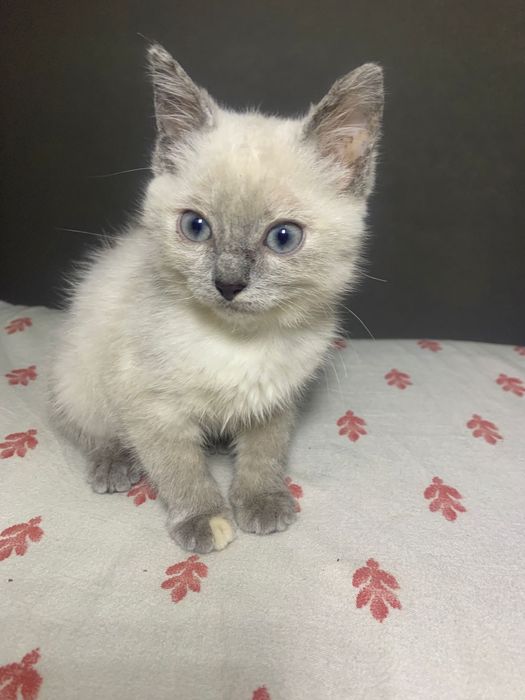 Отдаётся котёнок Девочка