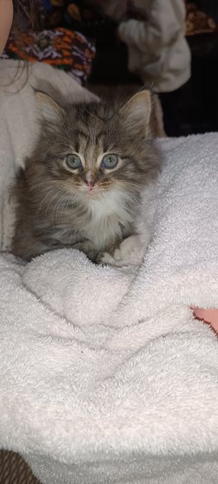 Срочно отдам котят