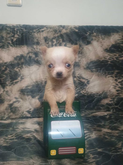 Свободно момче чихуахуа