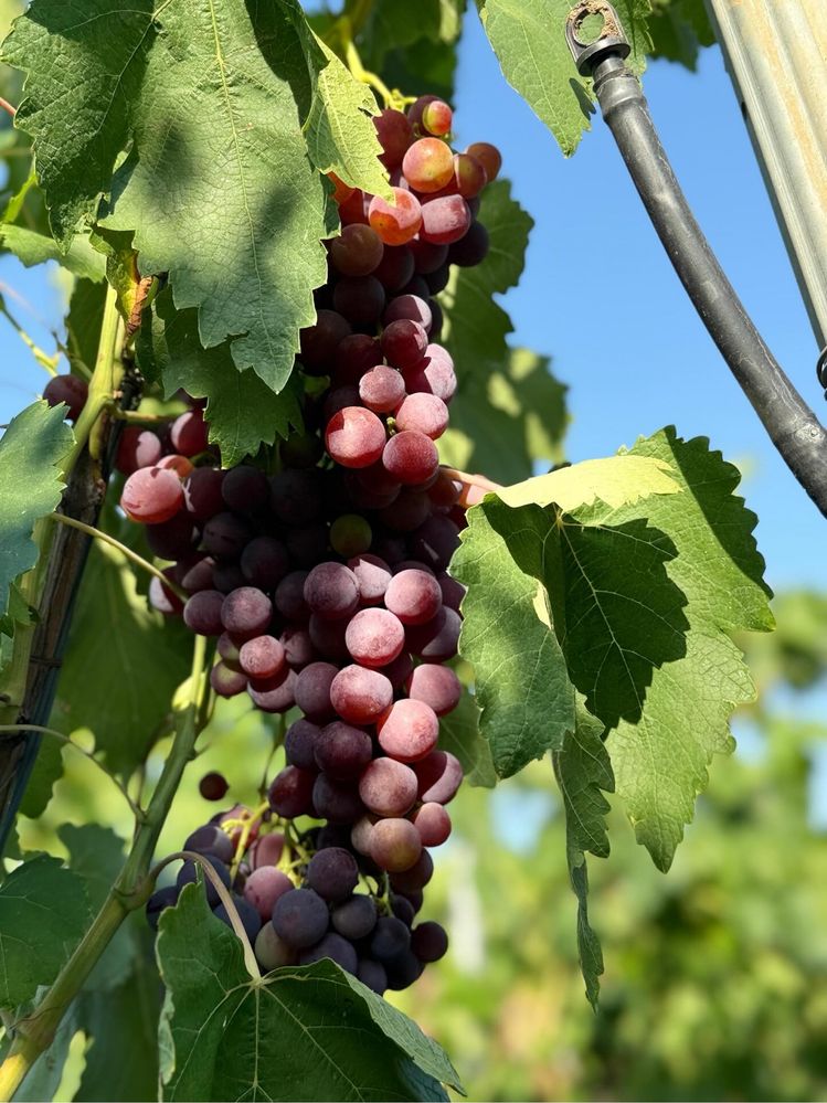 Struguri de masa si de vin