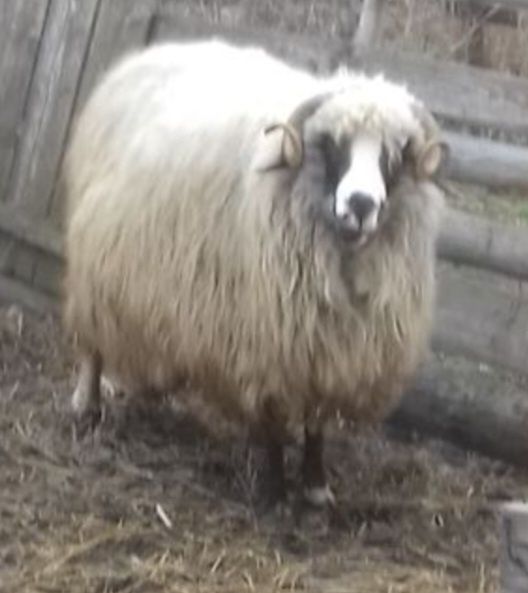 Mior breaz cu genetina si forme foarte bune