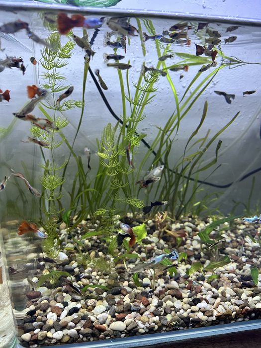 Гуппи двух хвостые и разноцветные .