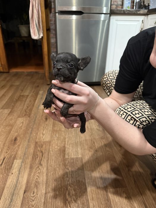 Отдам щенят полу кровные