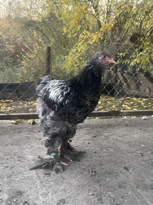 Brahman pui 3 luni jumate