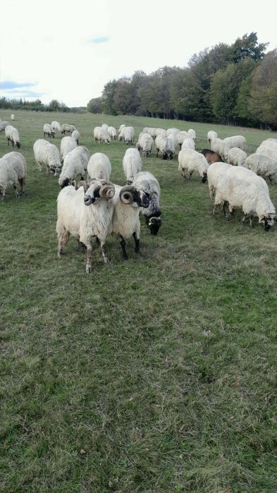Vând oi bune de ținut