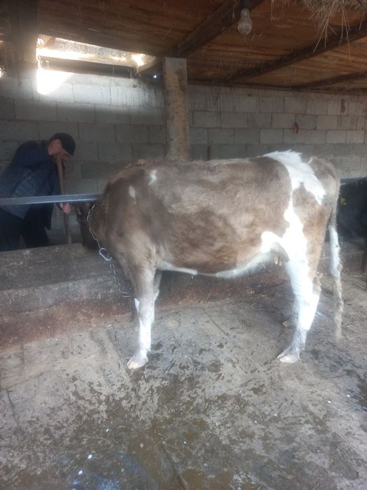 Семіз құнажын сатылады