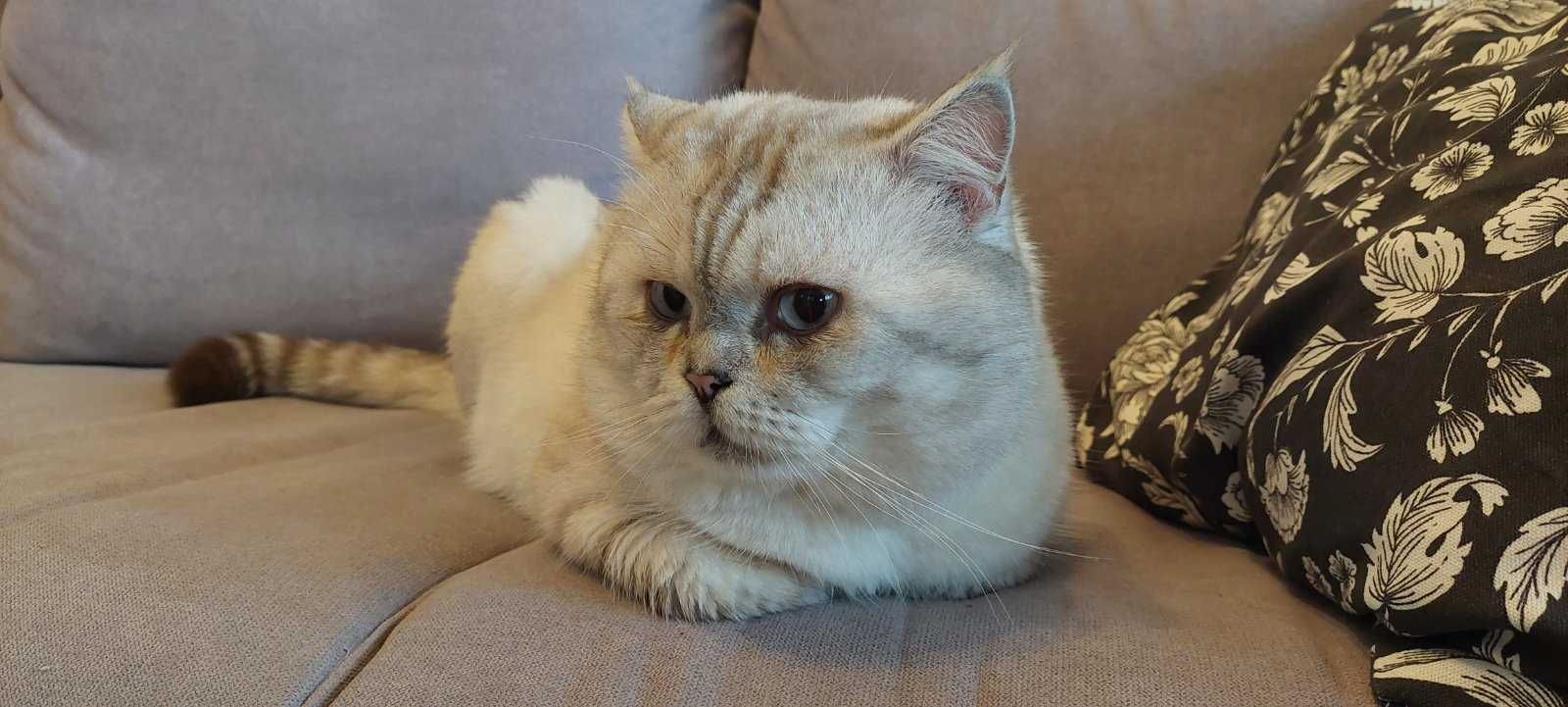 Клепоухо британско коте