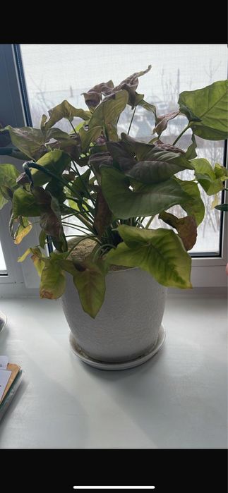 Сингониум  Пинк