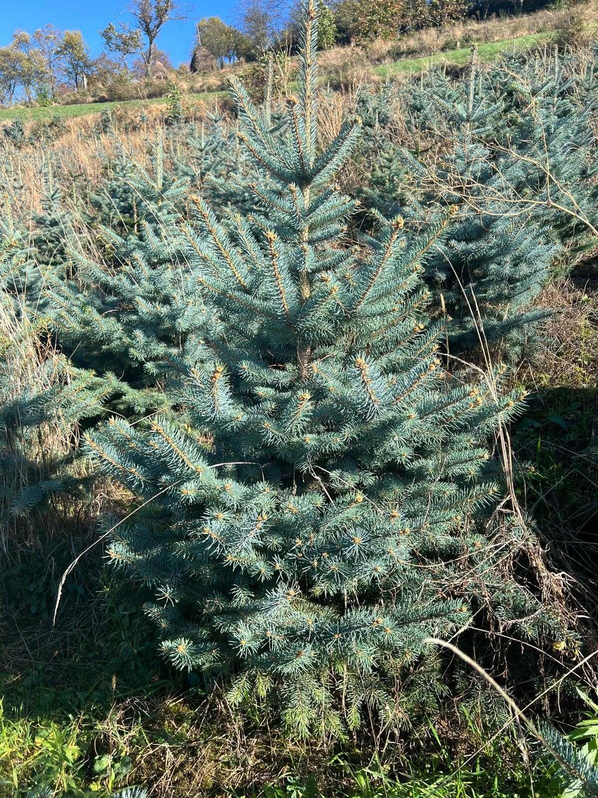 Molid argintiu (picea pungens)