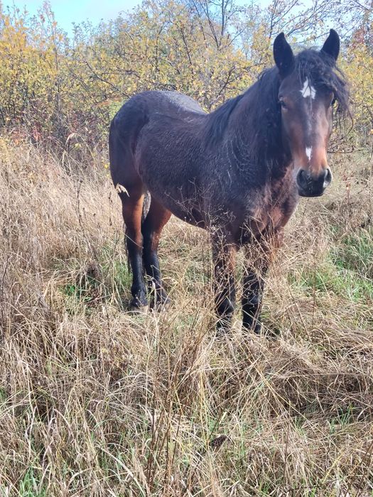 Vând două iepe! !!