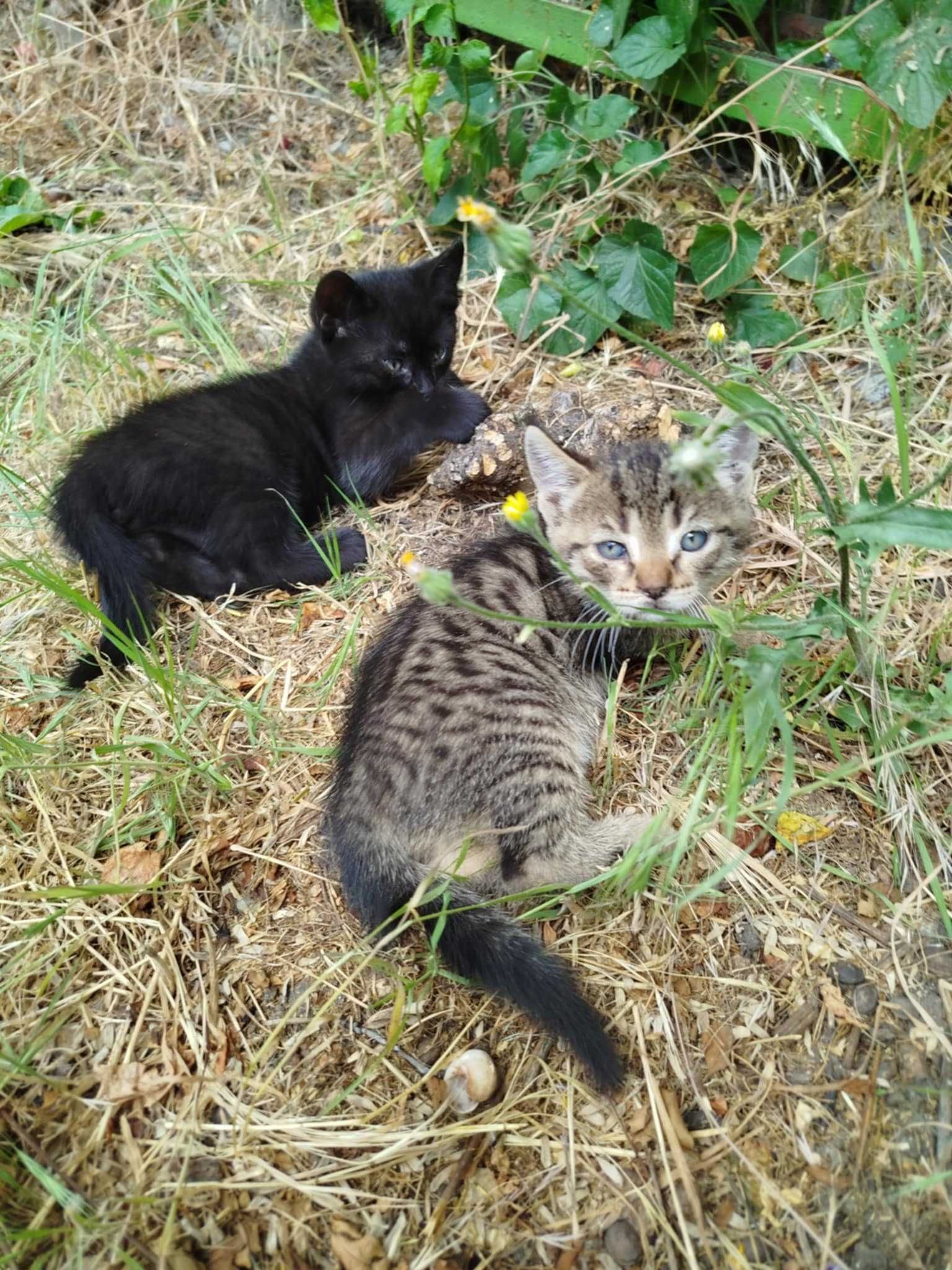Сладки котета търсят дом!