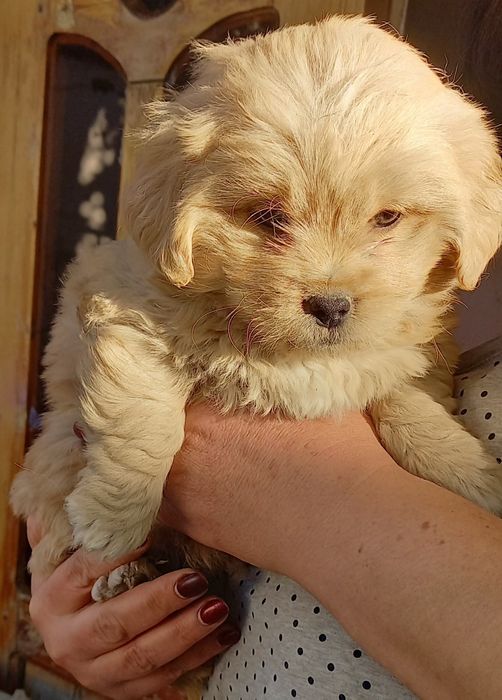 Продаю щенят в хорошие руки