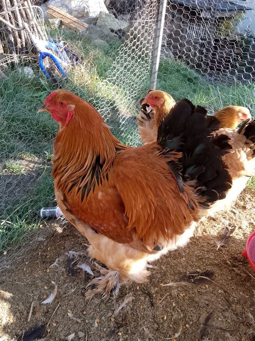 Cocosi brahma col galben !